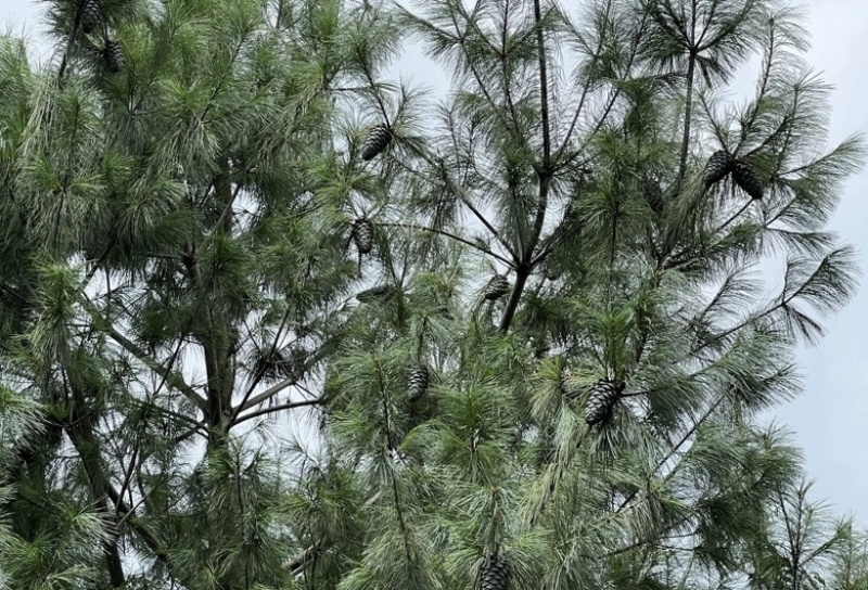 云南大理松包大量上市价格优惠