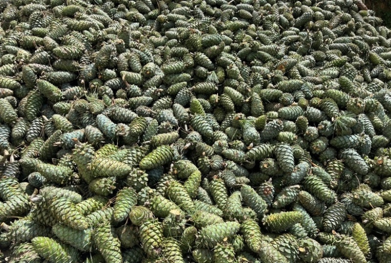 云南大理松包大量上市价格优惠