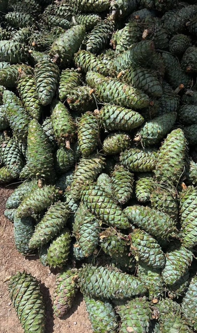 云南大理松包大量上市价格优惠
