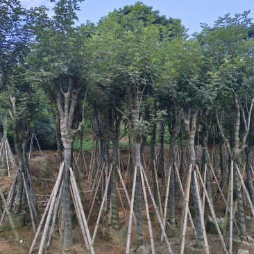黄花风铃木