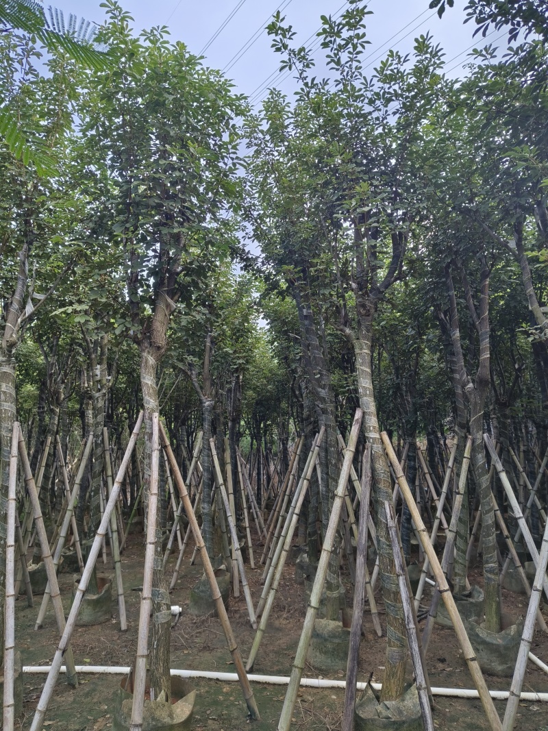 黄花风铃木