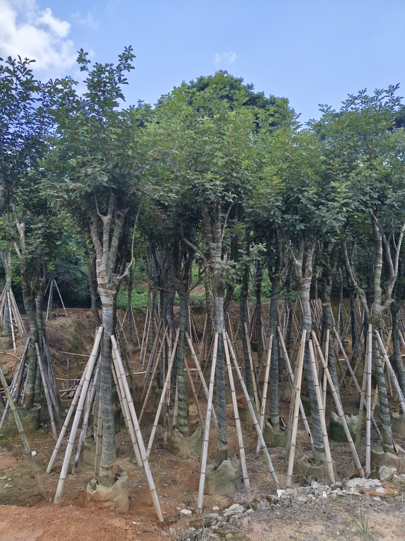 黄花风铃木