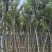黄花风铃木