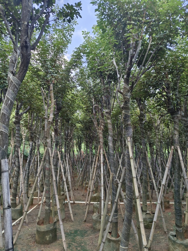 黄花风铃木