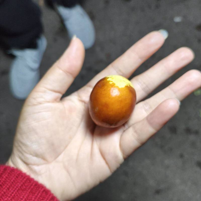 金圆铃大枣，清甜脆薄皮口感好，高端品代收