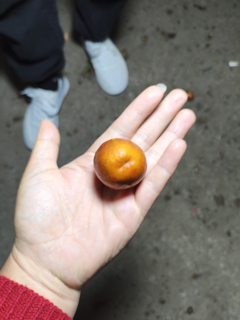 金圆铃大枣，清甜脆薄皮口感好，高端品代收