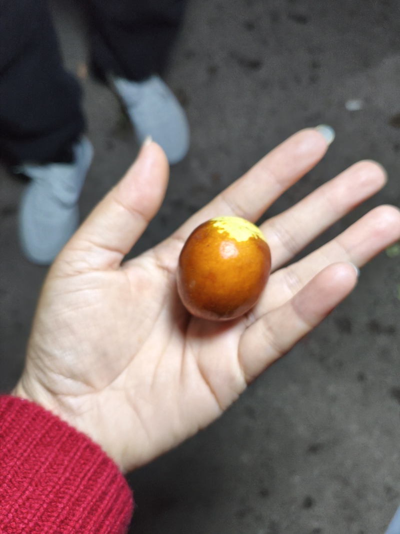 金圆铃大枣，清甜脆薄皮口感好，高端品代收