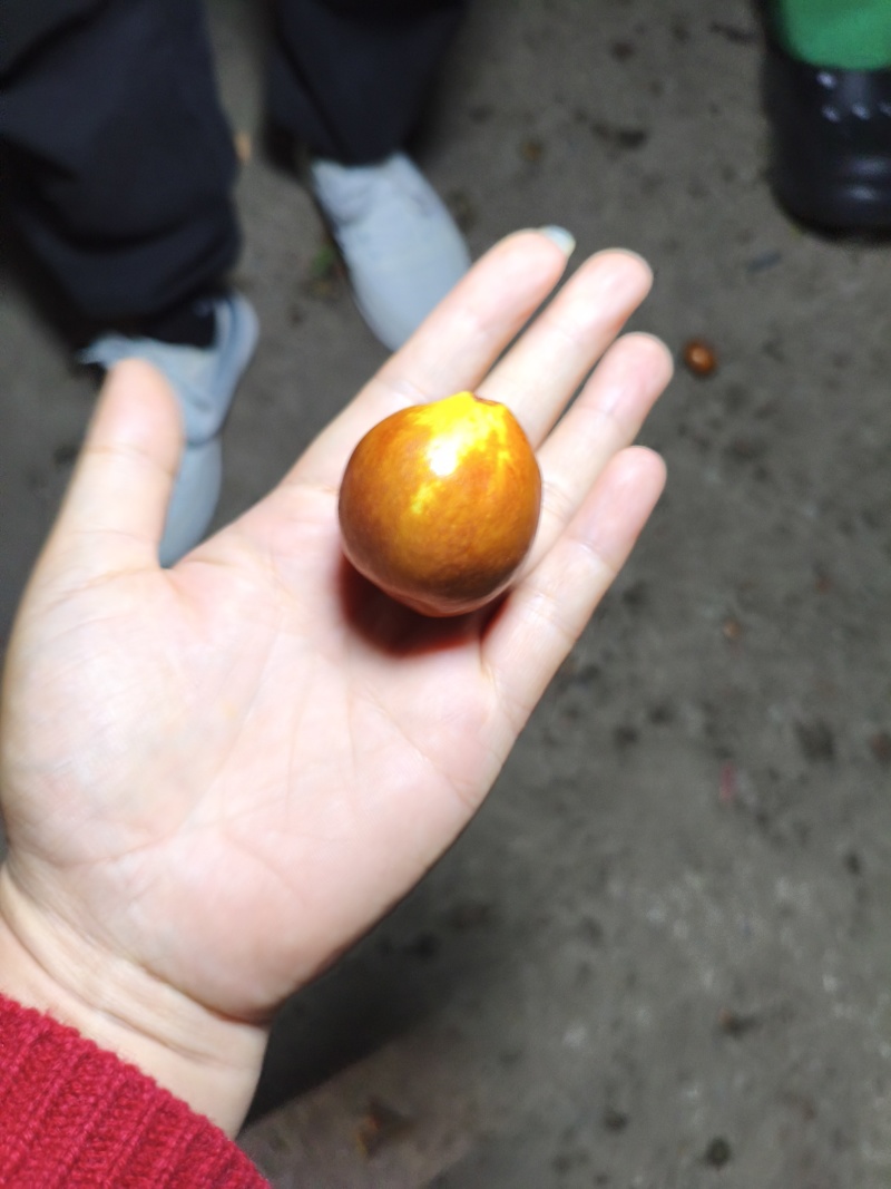 金圆铃大枣，清甜脆薄皮口感好，高端品代收