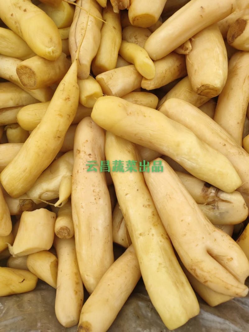 【腌萝卜】酱萝卜大量供应可视频看货欢迎来电采购洽谈