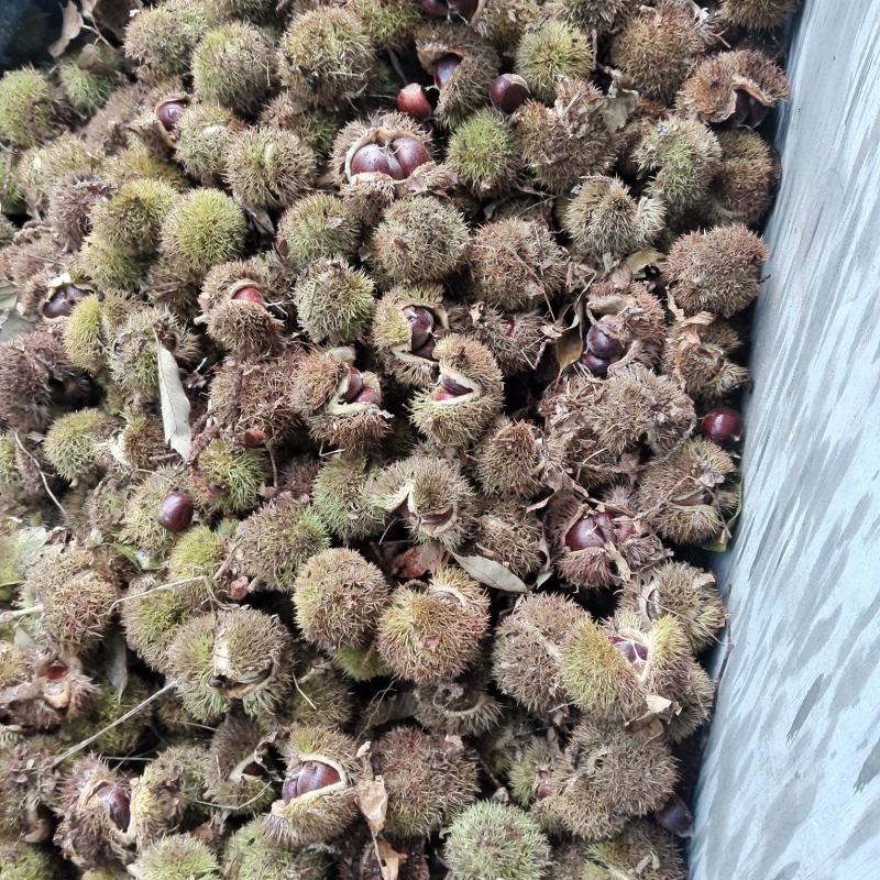 沂蒙山板栗