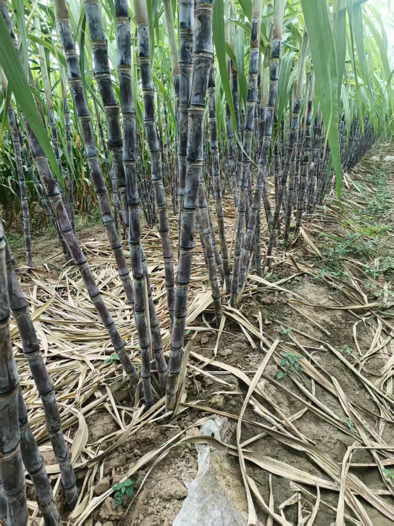 黑皮甘蔗