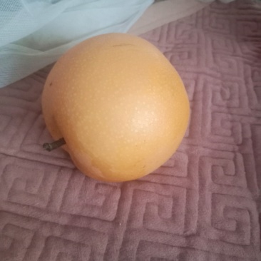 莱阳秋月梨