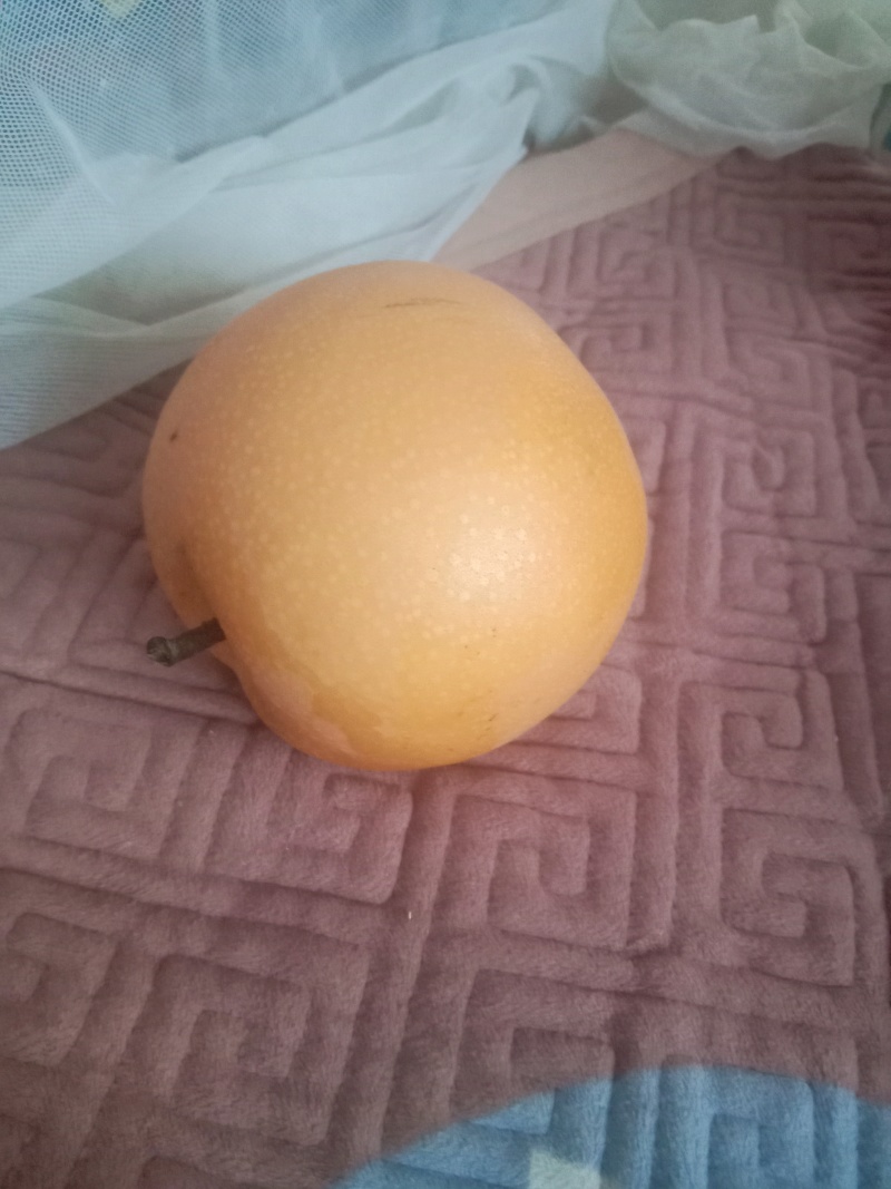 莱阳秋月梨