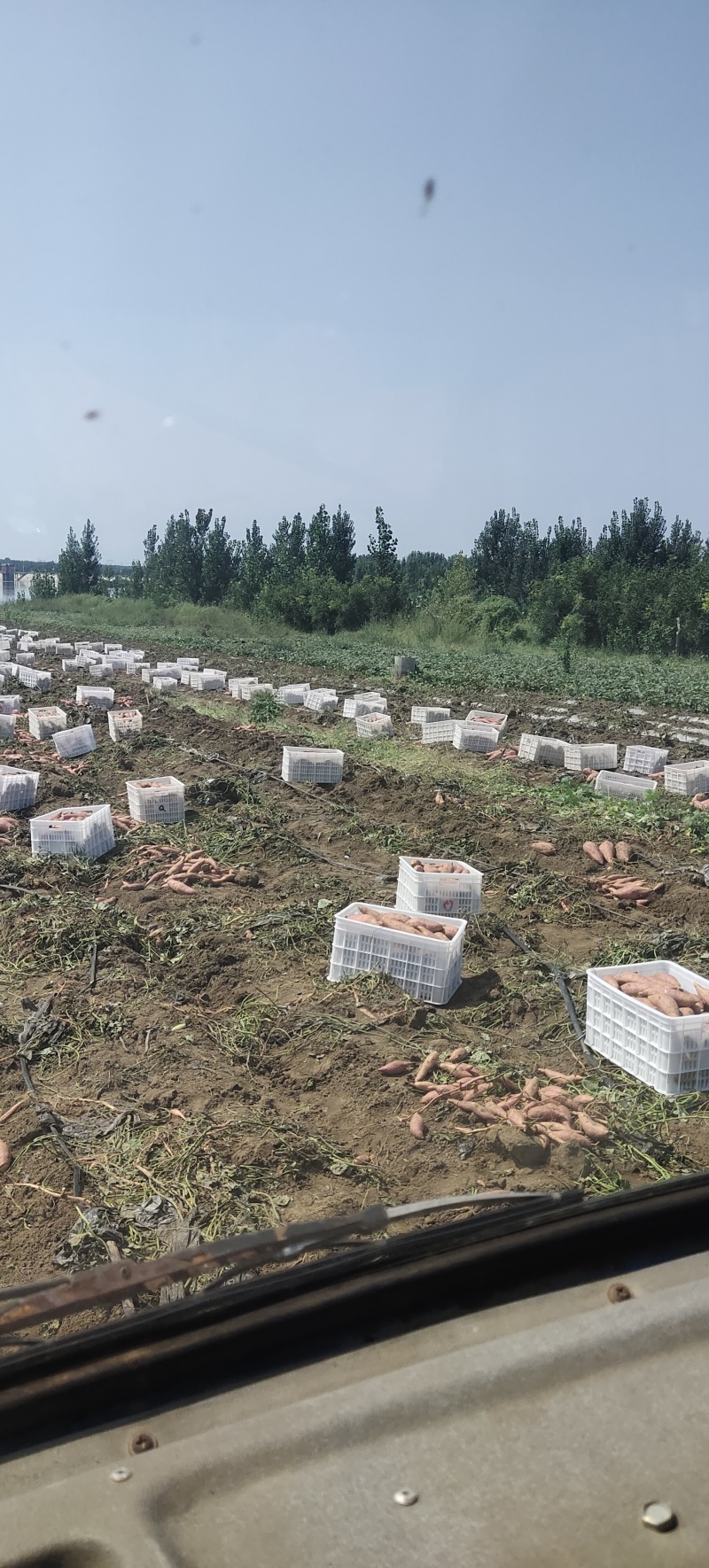 现有大量烟薯25上市，有意向的老板进来了