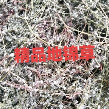 药用地锦草野生，奶浆草散装，血见愁，有大货机压包价格优惠