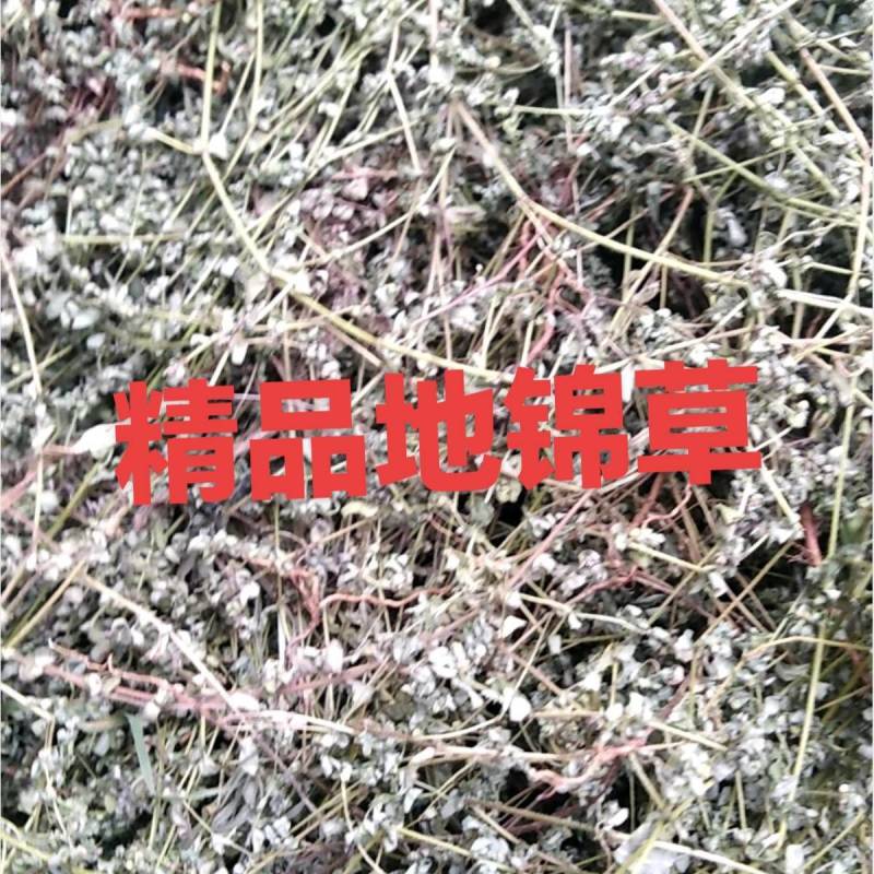 药用地锦草野生，奶浆草散装，血见愁，有大货机压包价格优惠