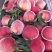 丽江雪桃