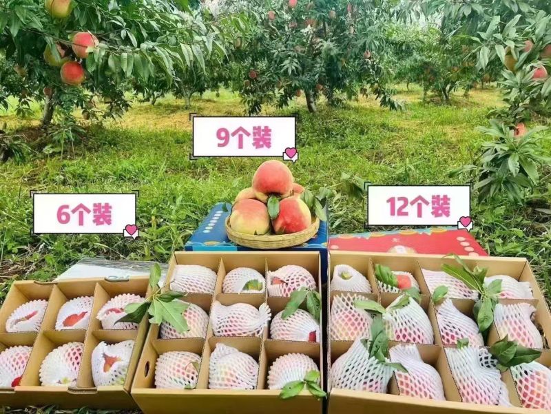 丽江雪桃