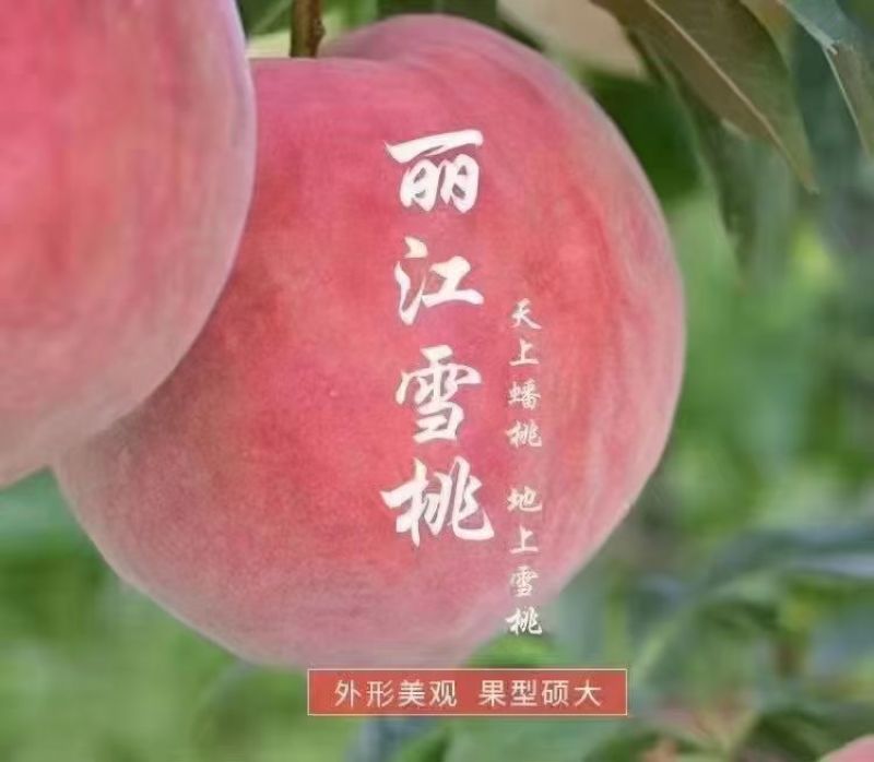 丽江雪桃
