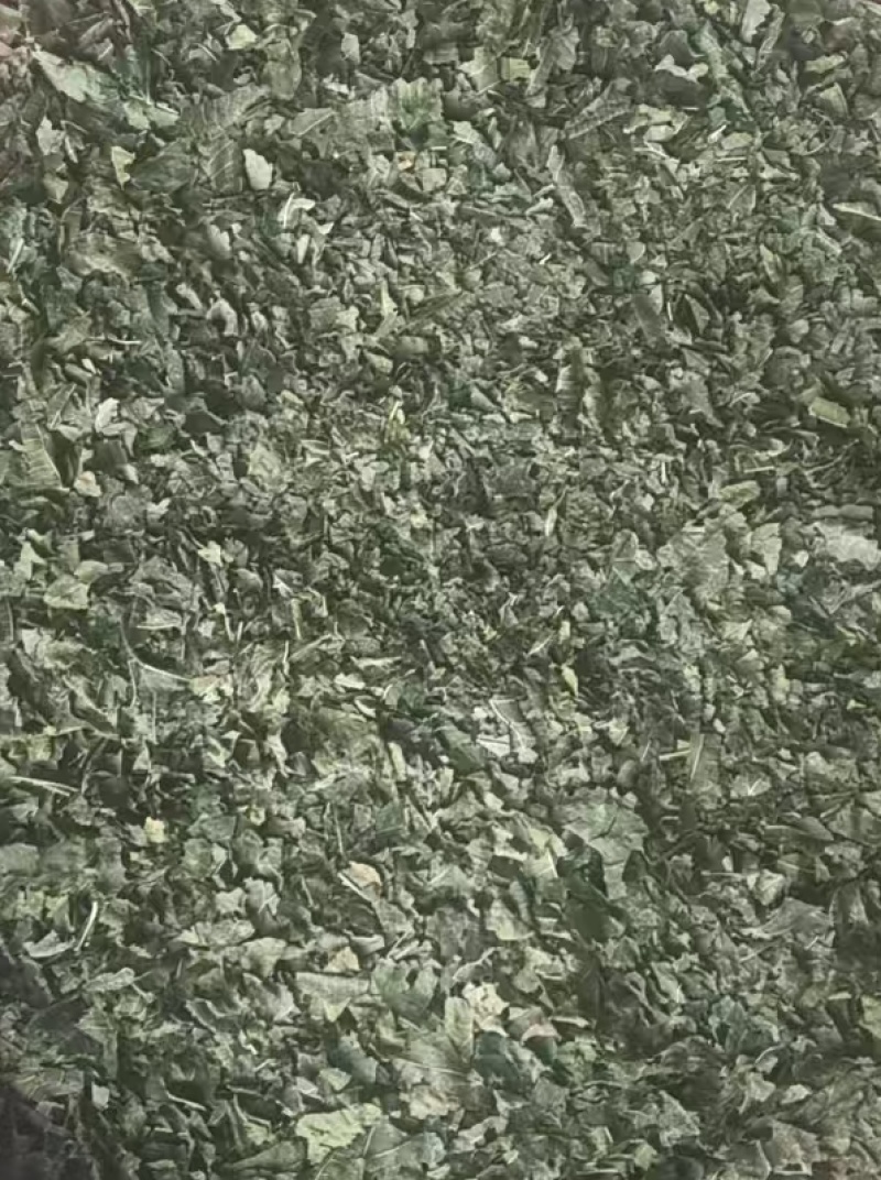 桑叶粉大量供应品质保证干净欢迎下单诚信经营