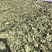 桑叶粉大量供应品质保证干净欢迎下单诚信经营