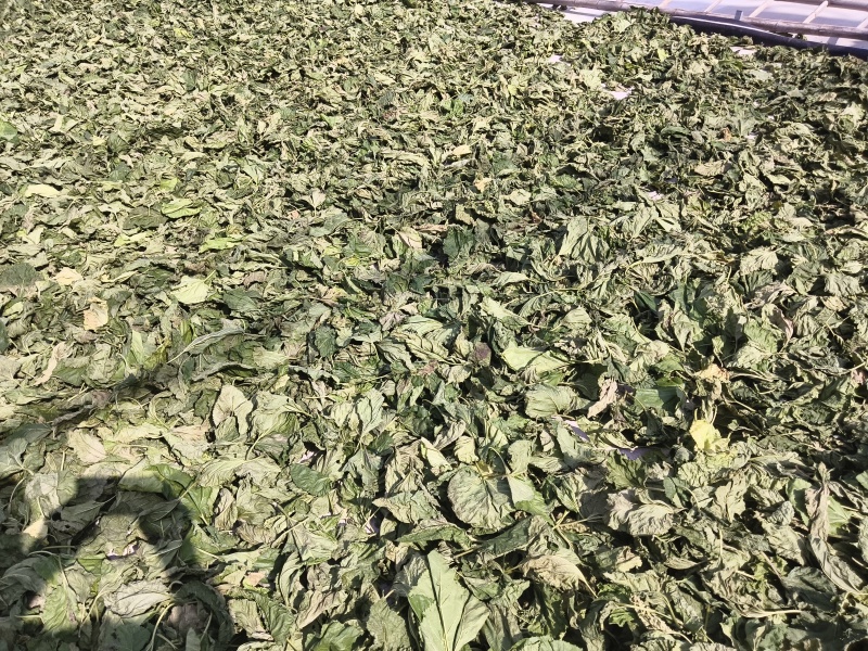 桑叶粉大量供应品质保证干净欢迎下单诚信经营