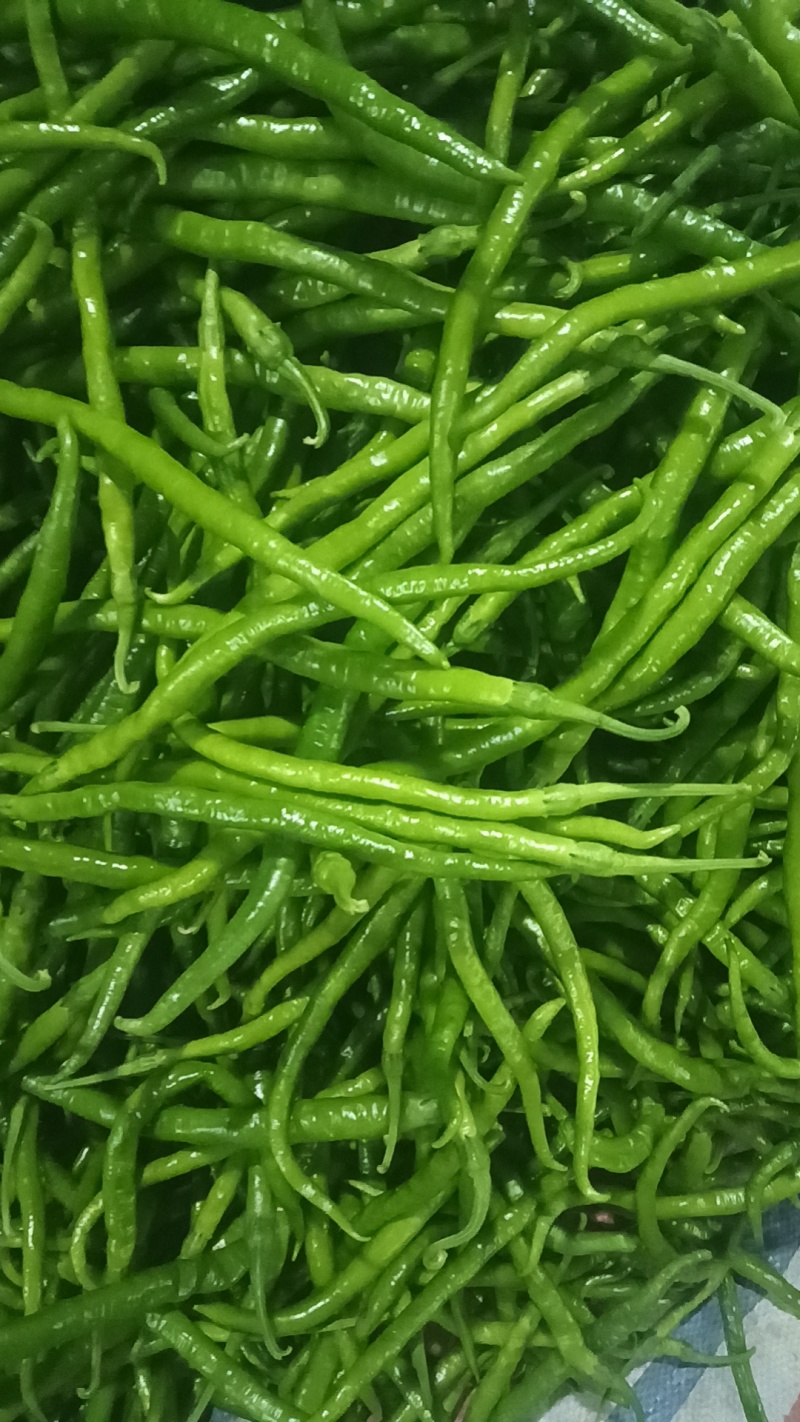 线辣椒