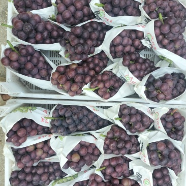 巨峰葡萄，阳光玫瑰葡萄，露天巨峰葡萄已经陆续大量上市