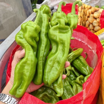 费县大量现货薄皮椒，量大价优，专业代收，实力代收
