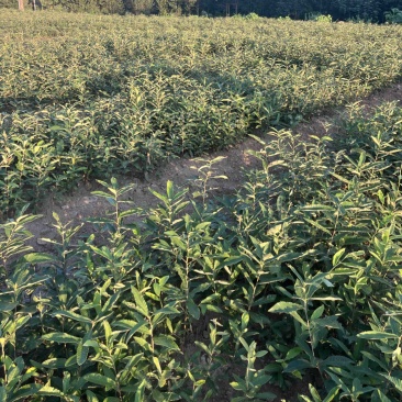 麻栎杯苗基地直供。造林优选