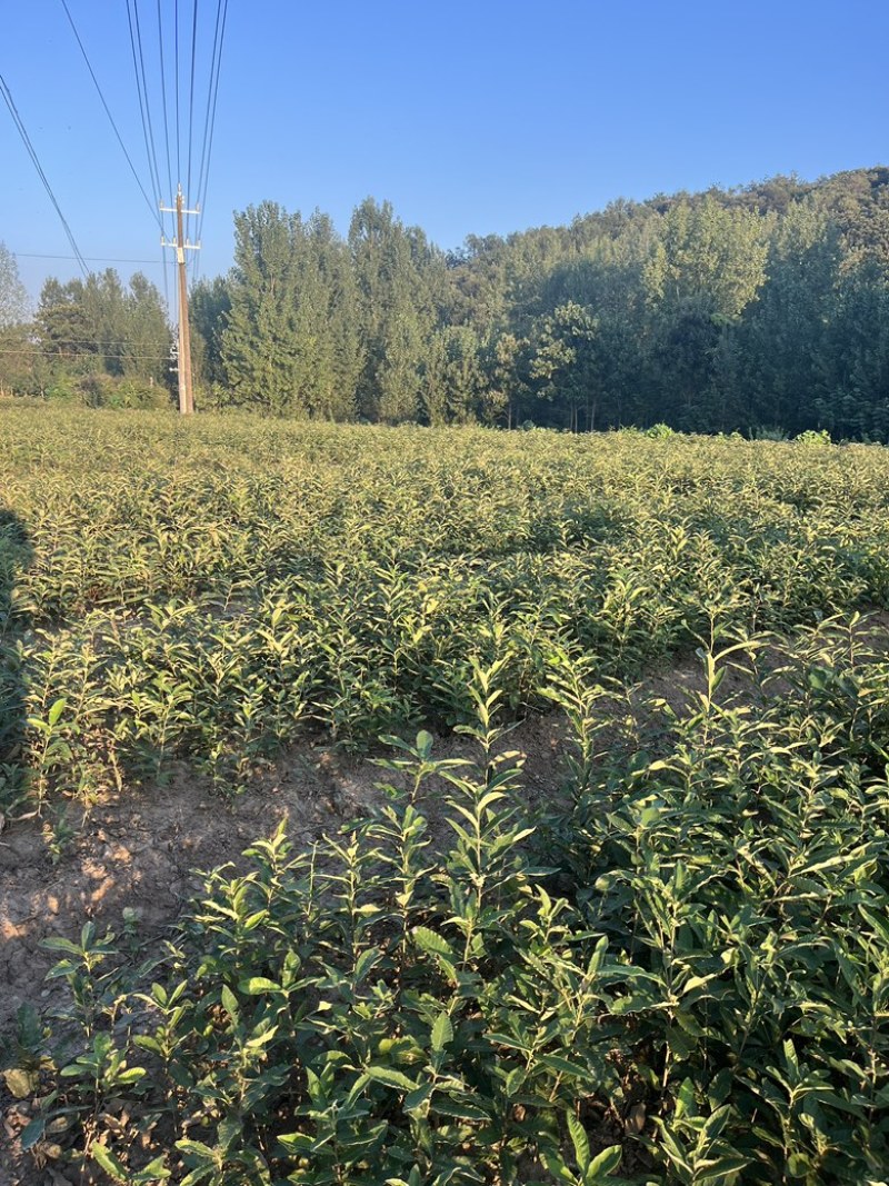 麻栎杯苗基地直供。造林优选