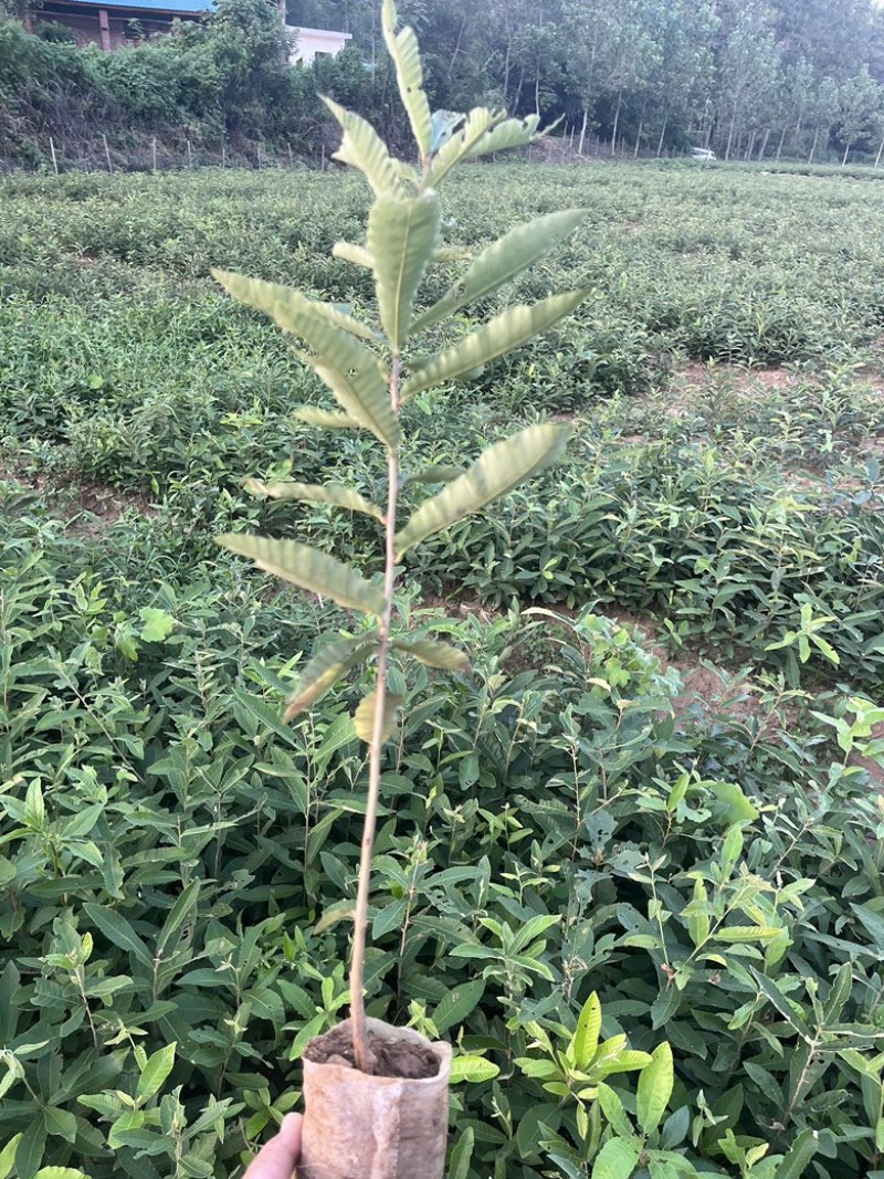 麻栎杯苗基地直供。造林优选