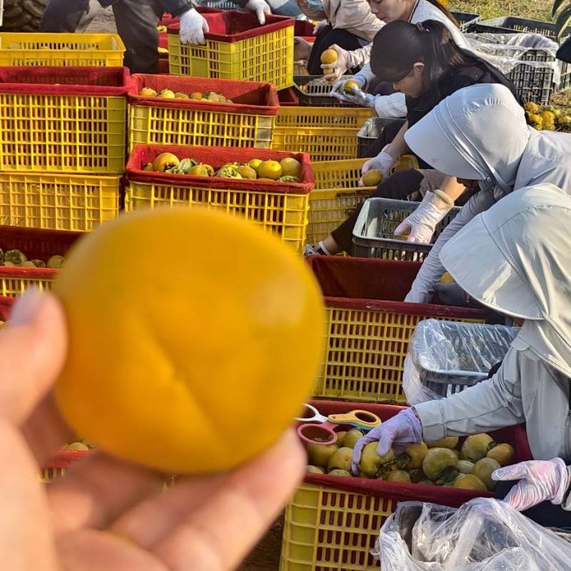 陕西阳丰脆甜柿子脆柿子水果柿子产地一手货源欢迎联系