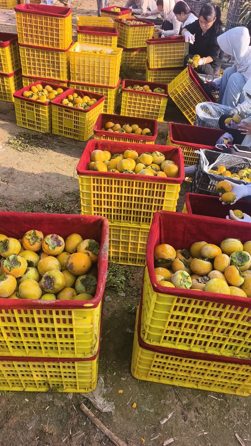 陕西阳丰脆甜柿子脆柿子水果柿子产地一手货源欢迎联系