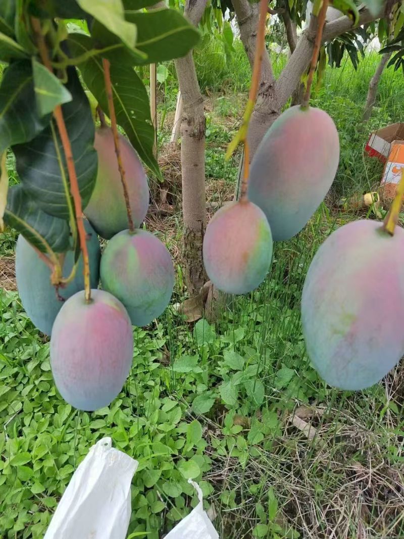 攀枝花芒果，欢迎各位老板前来洽谈，
