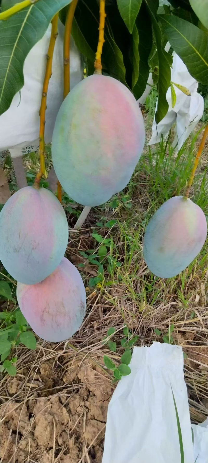 攀枝花芒果，欢迎各位老板前来洽谈，