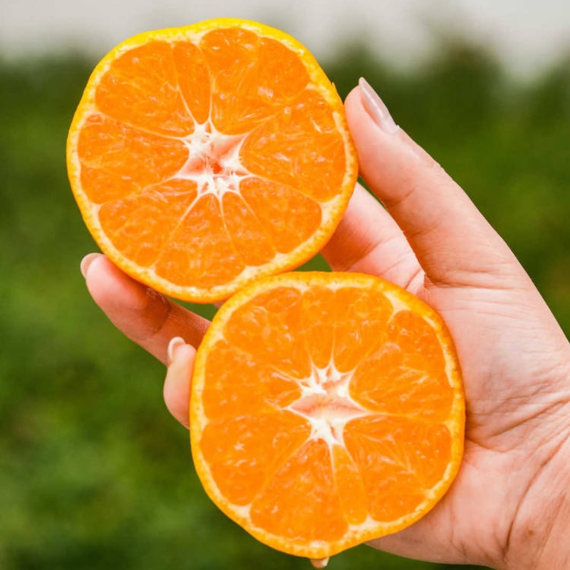 贵州高山蜜橘🍊果肉薄皮汁水多¥¥¥