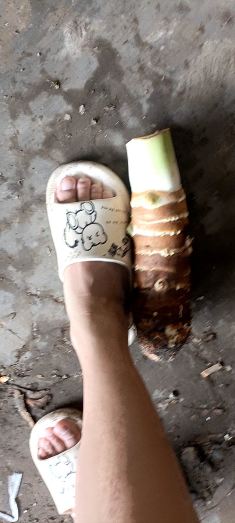 成都本地人头芋大量上市了！！！！