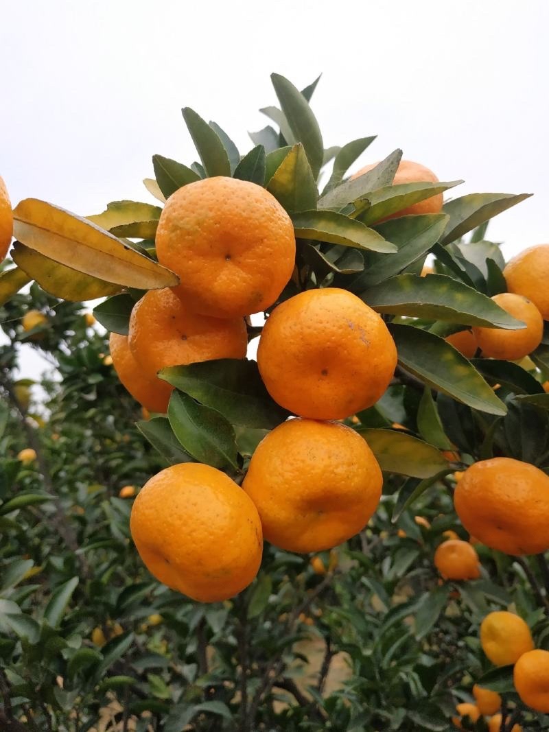 贵州高山蜜橘🍊果肉薄皮汁水多¥¥¥