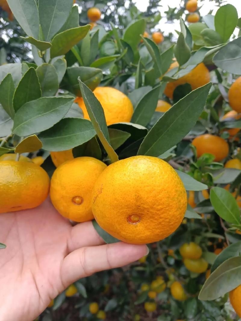 贵州高山蜜橘🍊果肉薄皮汁水多¥¥¥