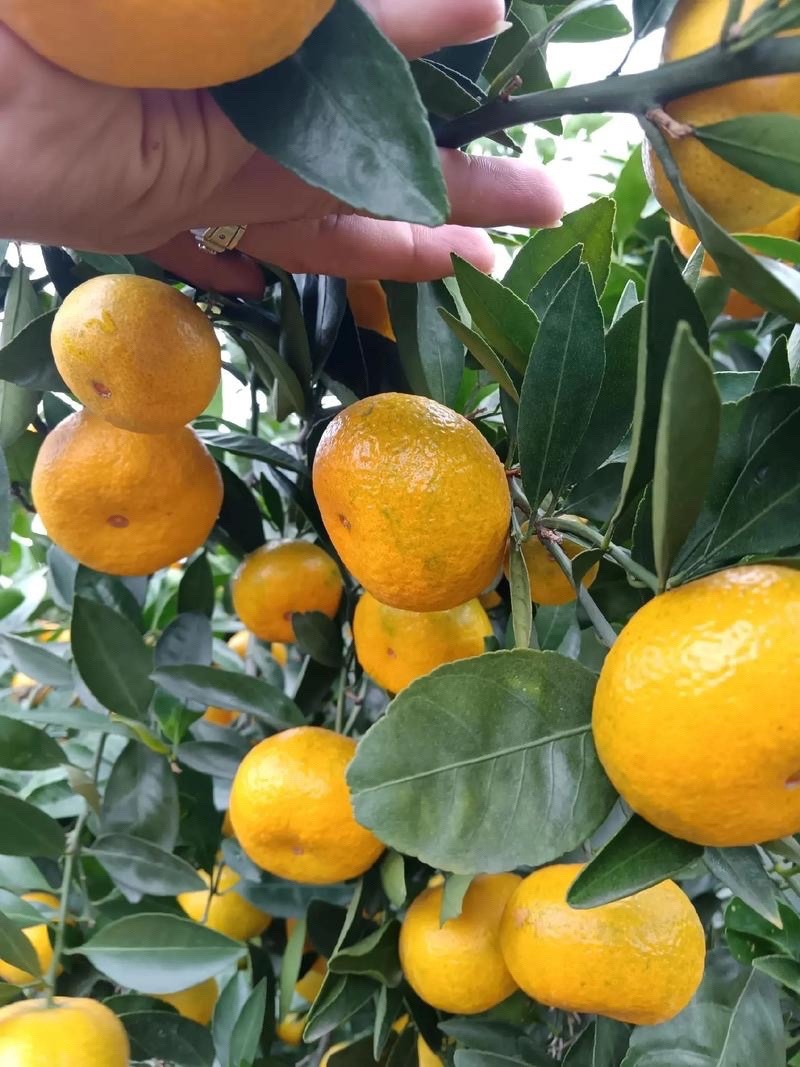 贵州高山蜜橘🍊果肉薄皮汁水多¥¥¥