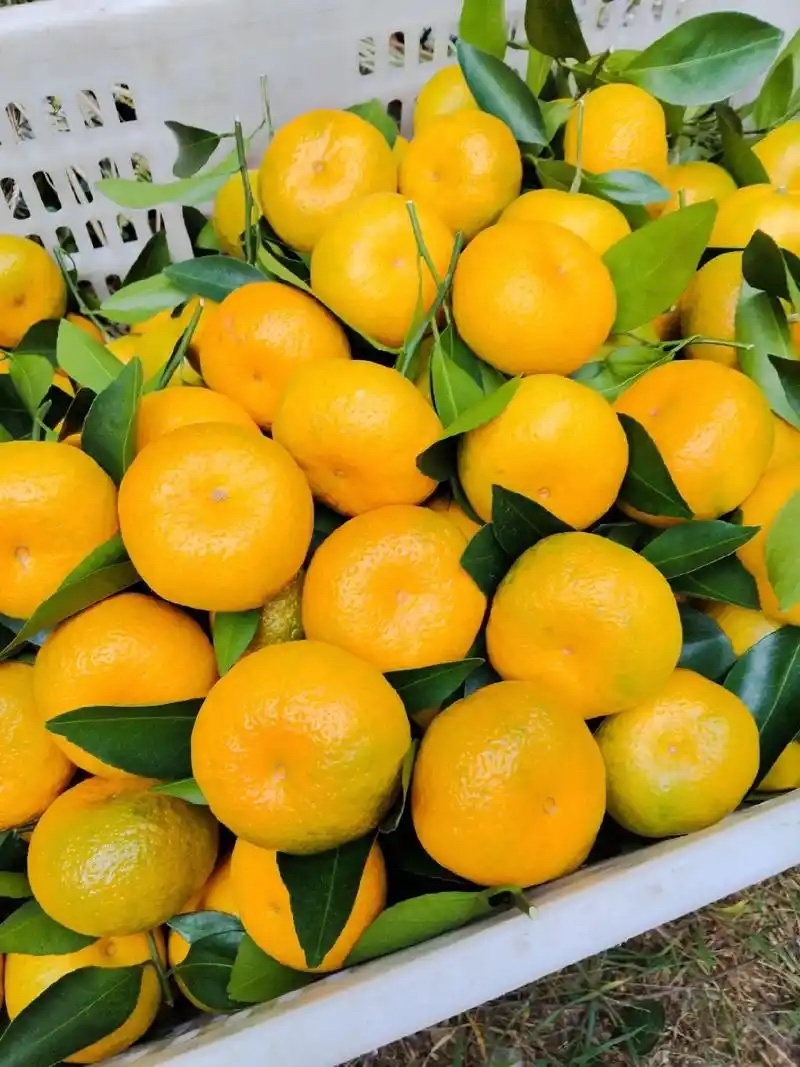 贵州高山蜜橘🍊果肉薄皮汁水多¥¥¥