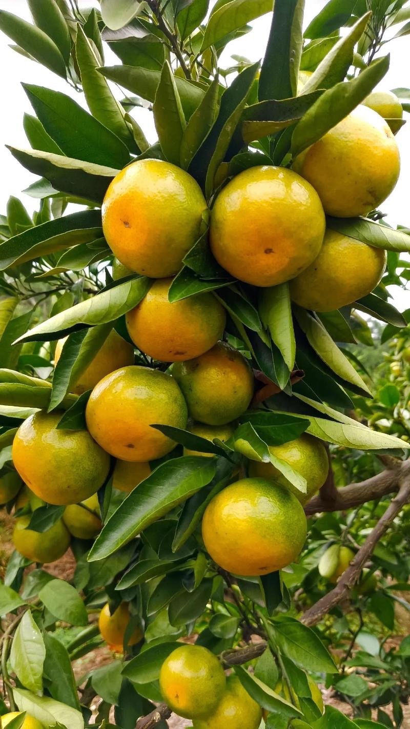 贵州高山蜜橘🍊果肉薄皮汁水多¥¥¥