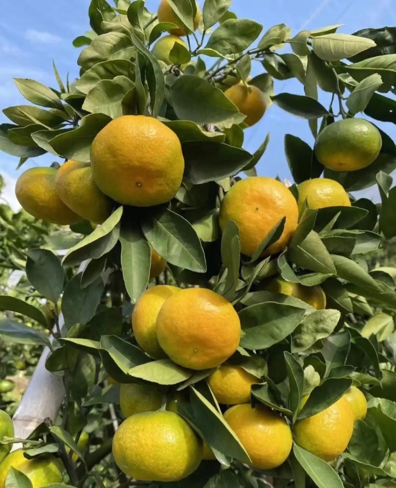 贵州高山蜜橘🍊果肉薄皮汁水多¥¥¥