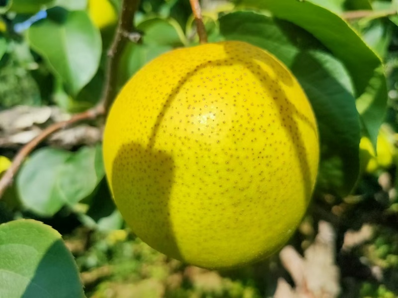 雪花梨