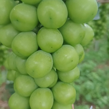 阳光玫瑰