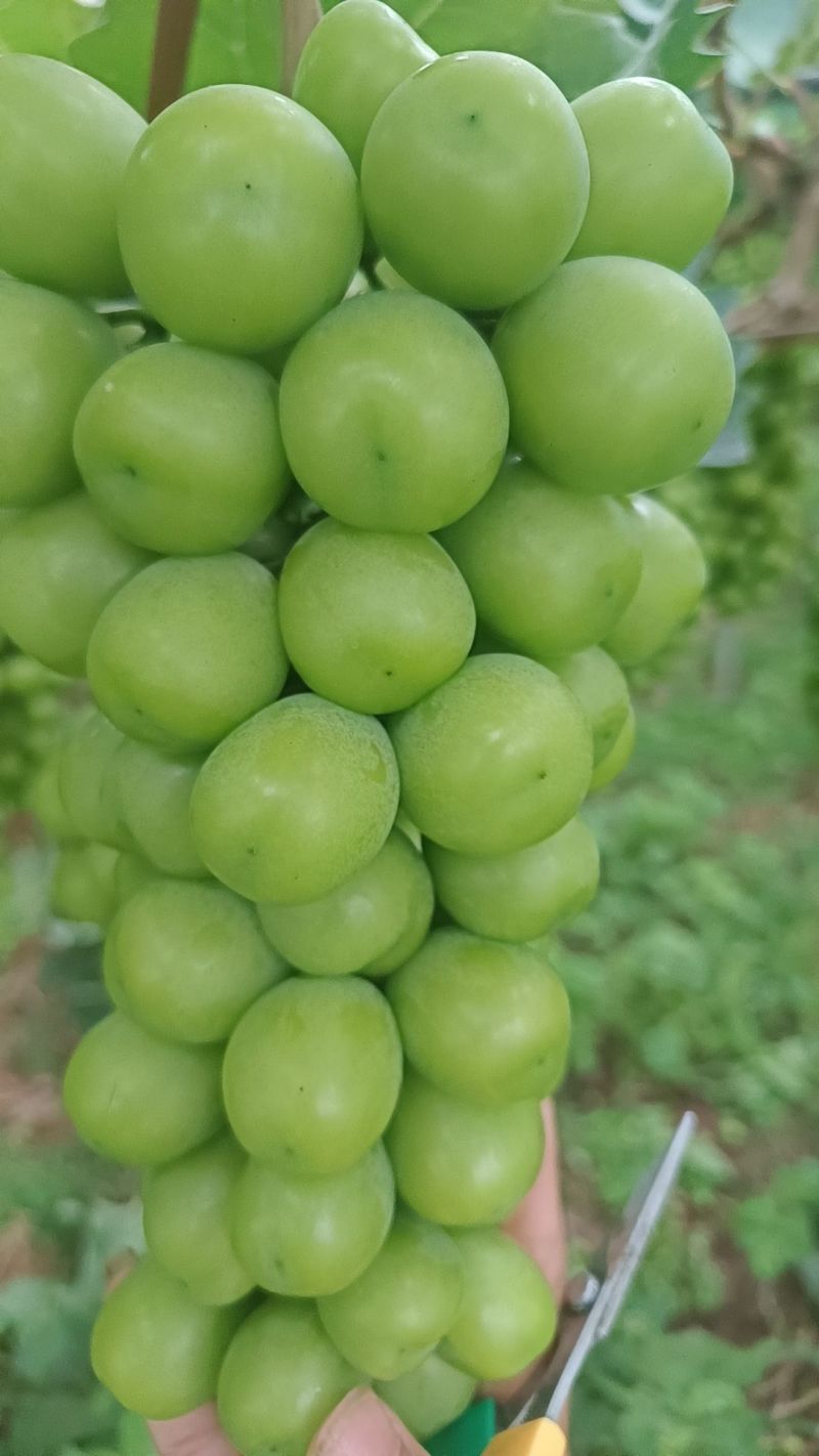 阳光玫瑰