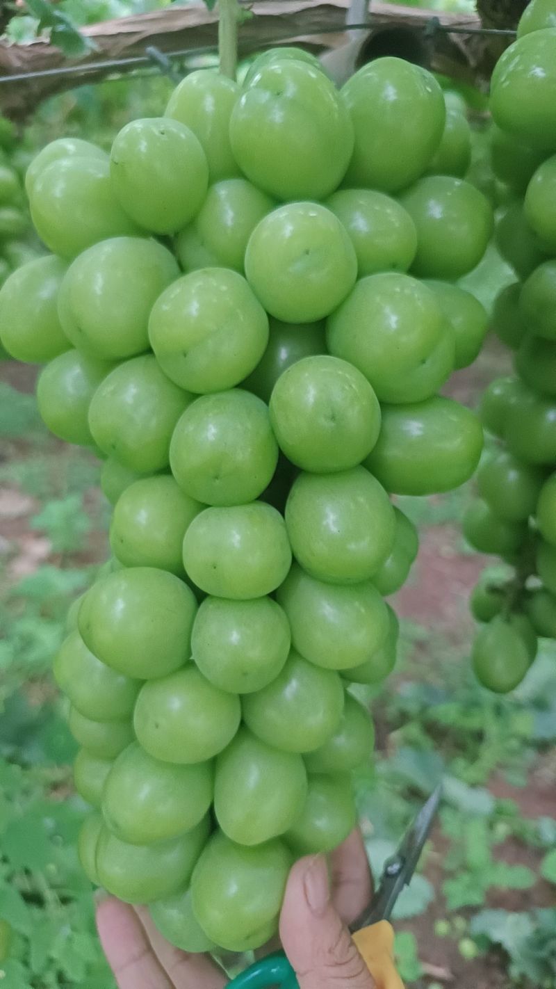 阳光玫瑰