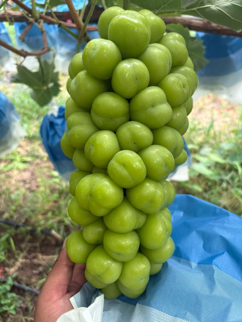 可开发票对接外贸阳光玫瑰河北阳光玫瑰口感脆甜