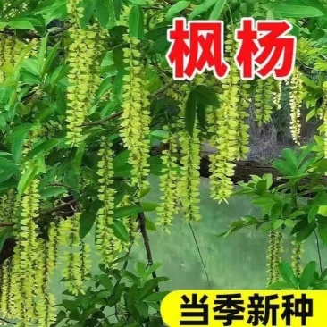 枫杨种子白杨大叶柳大叶头杨树水麻柳枫杨树种子